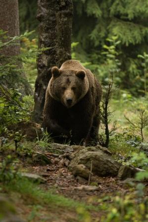 Caccia all’orso bruno in Bulgaria e Romania